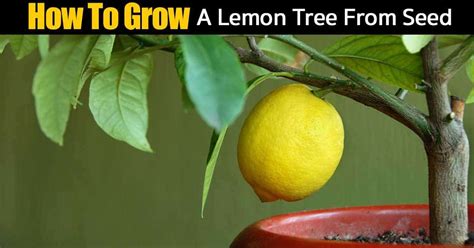 Growing A Lemon Tree From Seed