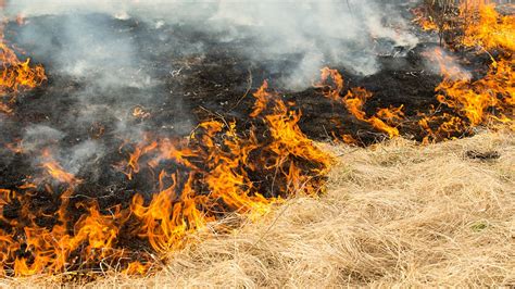 Maui S Grass Fire Cycle Explained