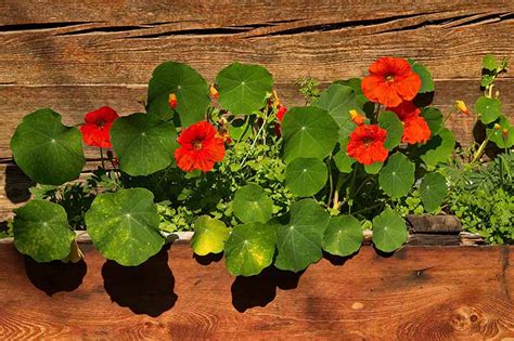 How to Plant and Grow Nasturtium Flowers | Gardener’s Path