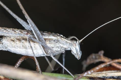 Live Grasshopper in Natural Habitat Stock Image - Image of eyes ...