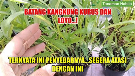 TERNYATA INI PENYEBAB BATANG KANGKUNG KU MENJADI KURUS YouTube