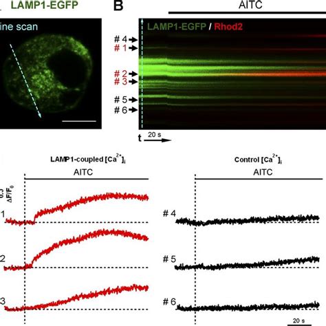 TRPA1 channel activation induces Ca² release from individual