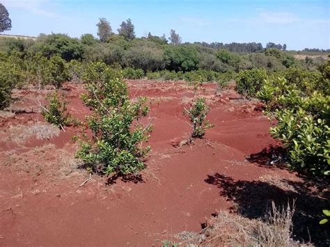 Cómo Recuperar La Capacidad Del Suelo De Retener Agua En La Chacra