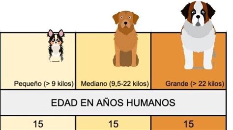 Cuál Es La Equivalencia Entre La Edad De Un Perro Y La Edad Humana Perros Edad Perros Dueños