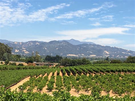 Vineyards at Coppola Winery | Vineyard, Farmland, Winery