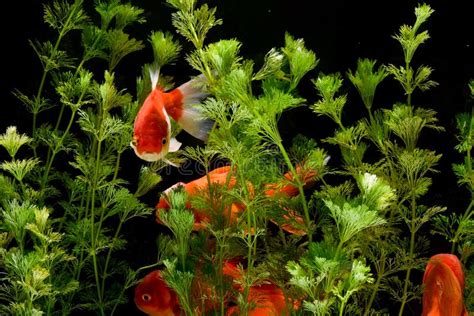 Plantas Aqu Ticas Do Fundo Do Auratus Do Carassius Do Peixe Dourado