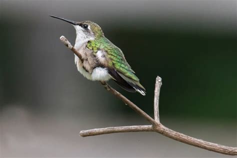 Meet The Ruby-Throated Hummingbird (Photos & Facts)