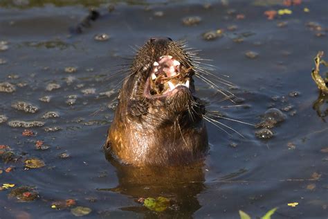 Otter Eating Crayfish Looks Painful | Steve Creek Wildlife Photography