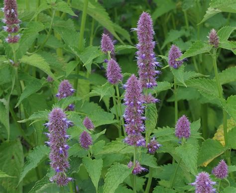 Agastache Liquorice Blue Cc Plants