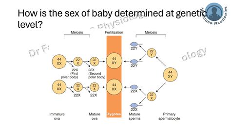 Sexual Determination Genetic Gonadal Phenotypic Sex And Reproductive Anomalies Pdf