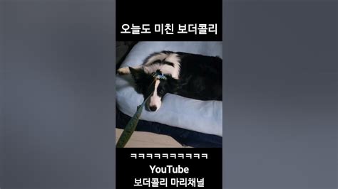 오늘도 미친 보더콜리 Shorts 보더콜리 Bordercollie 강아지 Dog 강아지일상 Cute