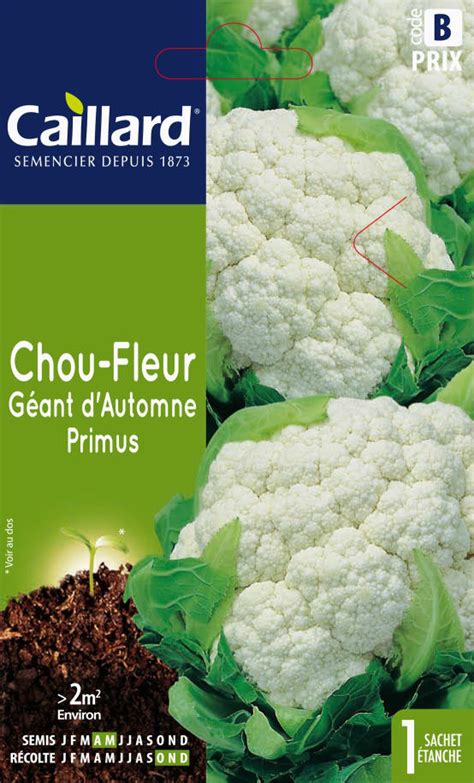 Graines De Chou Fleur G Ant D Automne Primus Gamm Vert