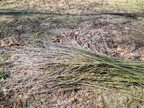 The Martha Stewart Blog Blog Archive Cutting Pussy Willow Branches