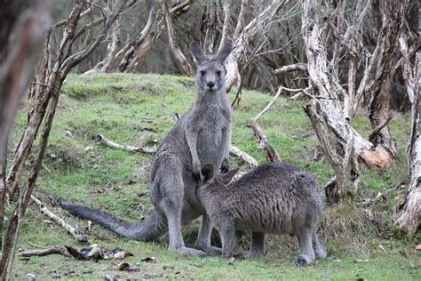 Kangaroos Marsupial Nature Free Photo On Pixabay Pixabay