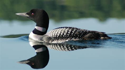 Loon Wallpaper Wallpapersafari