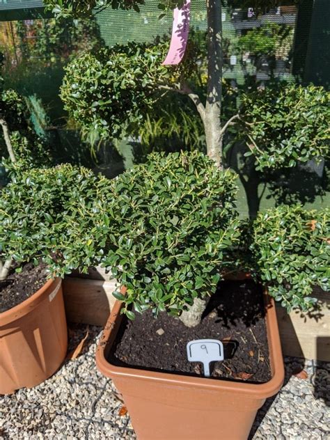 Ilex Crenata Pom Pom Bonsai No The Pot Place Garden Centre