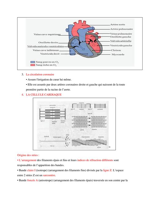 Solution Physiologie Cardiovasculaire Studypool