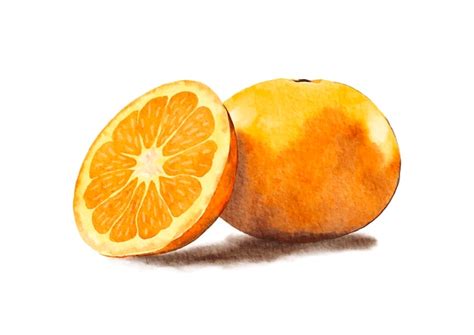 Ilustración De Fruta Naranja Acuarela Vector Premium