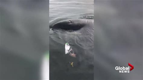 Grand theft orca: Video rolls as tricky killer whale makes off with ...