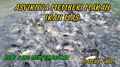 Serunya Memberi Makan Ikan Mas Budidaya Ikan Kolam Air Deras Subang Youtube