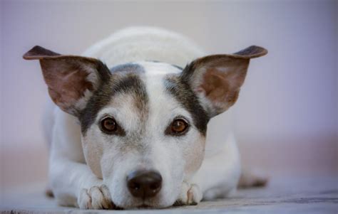 My Dog's Been Diagnosed With Hemangiosarcoma - What Happens Now?