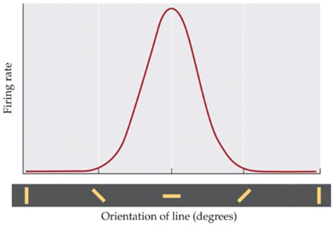 Solved The Graph Below Shows The Orientation Tuning Curve Chegg