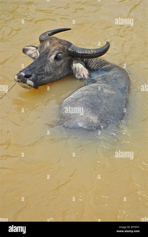 Water Buffalo Hi Res Stock Photography And Images Alamy