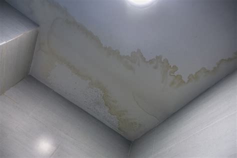 Water Damage Mold | Mildew Prevention, Clean up | McCarthy Team