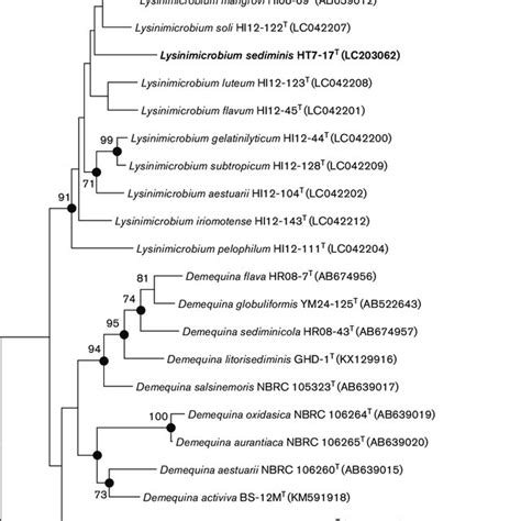 Phylogenetic Tree Derived From S Rrna Gene Sequences Of Strain Ht