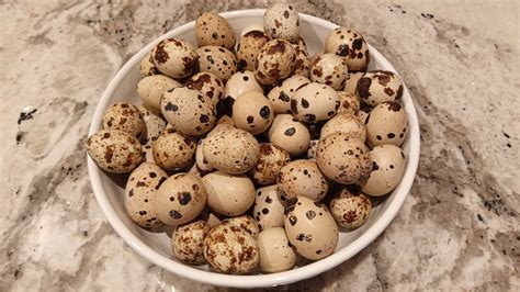 Quail Eggs Vs Chicken Eggs What You Must Know Guerrilla Homesteader