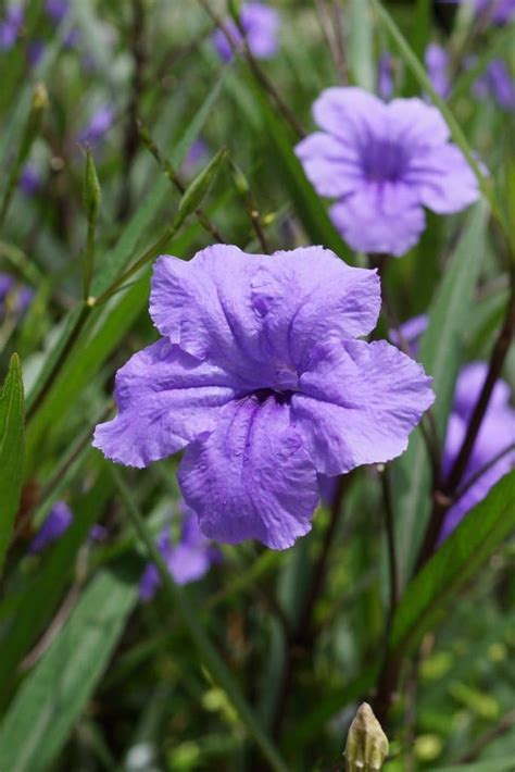 Britton’s Wild Petunia, Mexican Petunia – Ruellia Tweediana