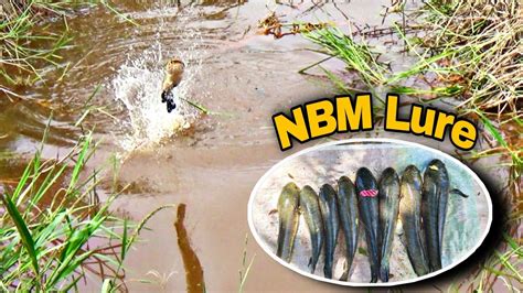 Casting Gabus Dikanal Perusahaan Mancing Gabus Soft Frog Nbm Lure