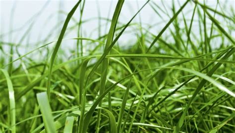 20 types of grass and their scientific names - InsightWeeds