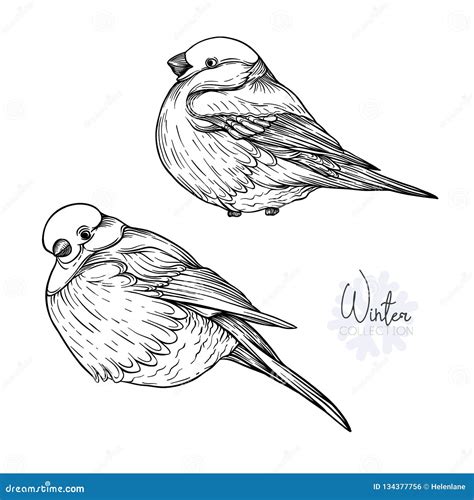 Bullfinch Vector Illustration Stock Illustration Illustration Of