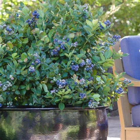 Vaccinium Corymbosum Bushel And Berry Peach Sorbet Blueberry