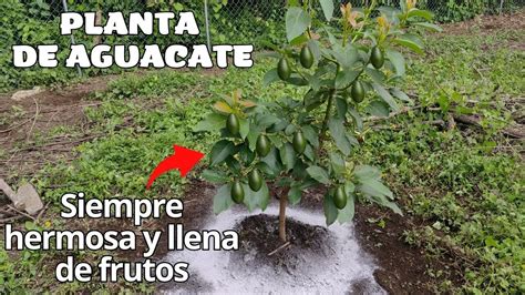 Aprende A Revivir Un Rbol De Aguacate Con Estos Consejos Preg Ntale