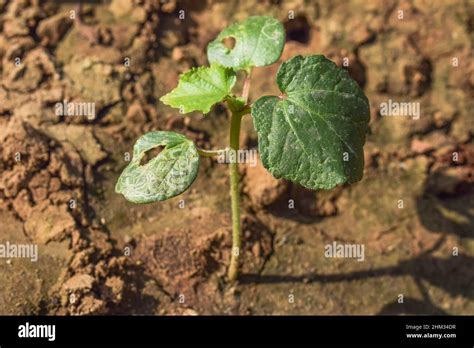 Damaged Pest Infected Okra Leaves Or Bhindi Leaf Sapling Plant