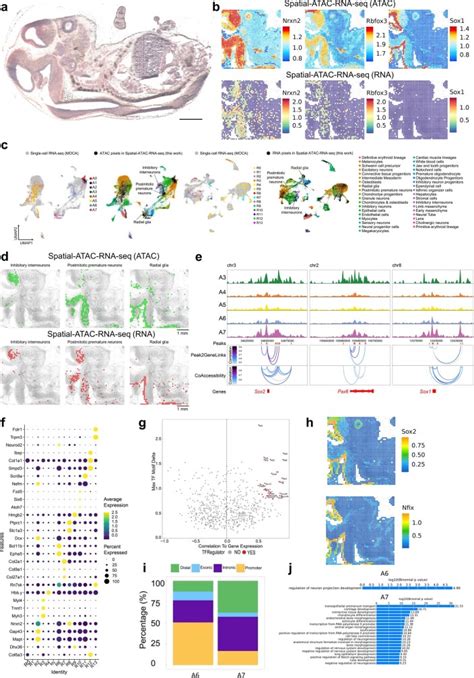 Spatial Epigenome Transcriptome Co Profiling Of Mammalian Tissues