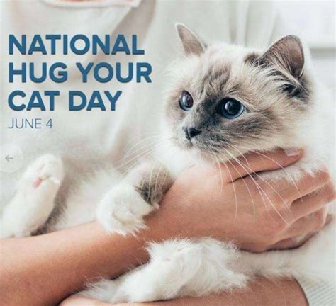 National Hug Your Cat Day Th June Desi Comments