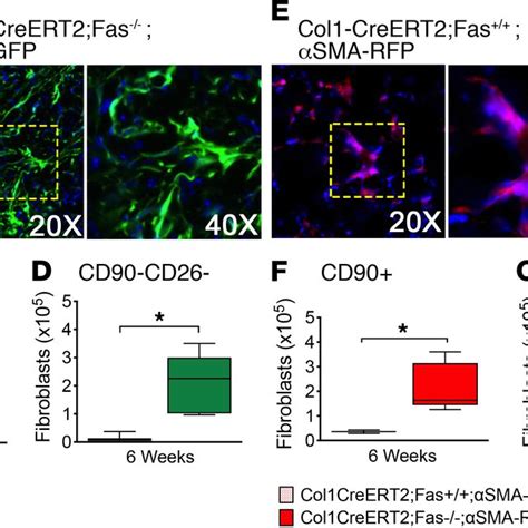 Fibroblast Expression Of Col And Sma During Fibrosis Persistence