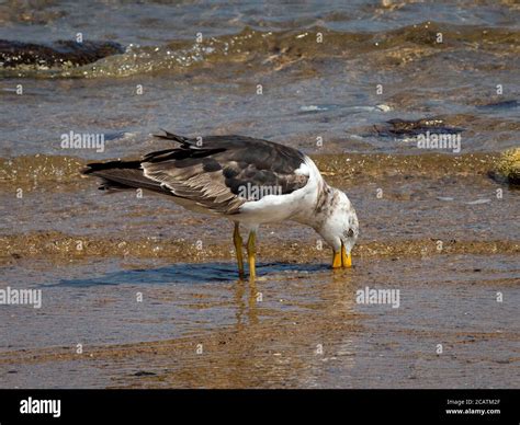 Australias largest gull hi-res stock photography and images - Alamy