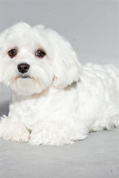 Cute White Young Maltese Dog Studio Shot Grey Background Maltese