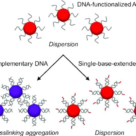 Schematic Illustration Of The Colloidal Behaviors Of Dna Functionalized Download Scientific