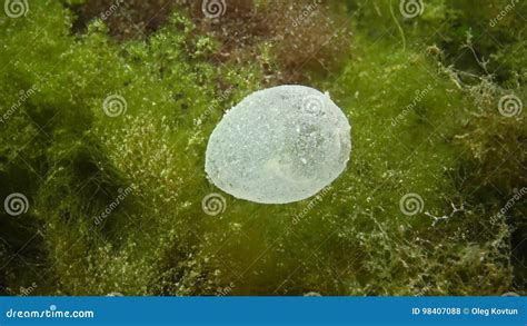 Reproduction of Sea Worms, Polychaetes. Eggs of Polychaetes in the Mucous Bag Stock Footage ...