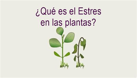 Estres En Las Plantas Infoagronomo