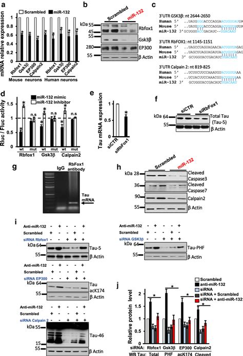 Mir 132 Directly Targets Tau Modifiers Rbfox1 Gsk3β Ep300 And