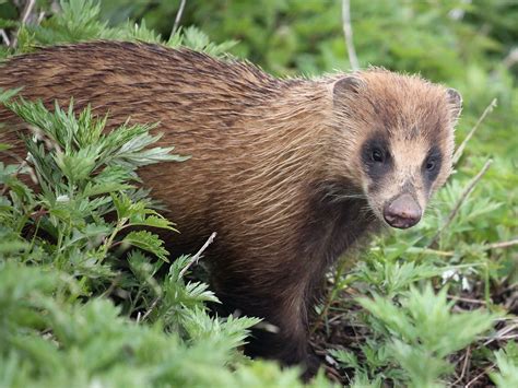 A Japanese Badger Cull Went Out of Control - Atlas Obscura