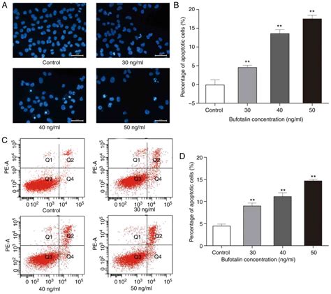 Bufotalin Induces Cell Cycle Arrest And Cell Apoptosis In Human