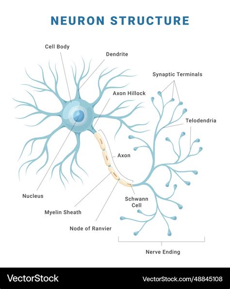 Neuron anatomical structure medical education Vector Image