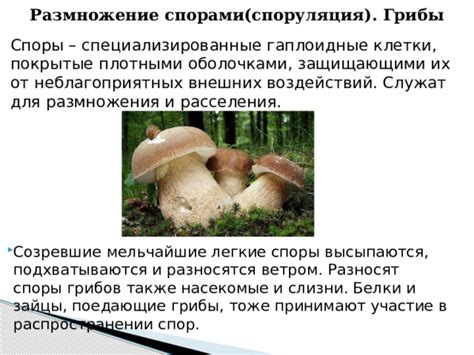 Формы размножения